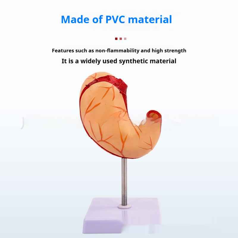 Life-Size Human Digestive System Anatomical Model | Gastric Coronal Section & Anorectal Anatomy Teaching Aid