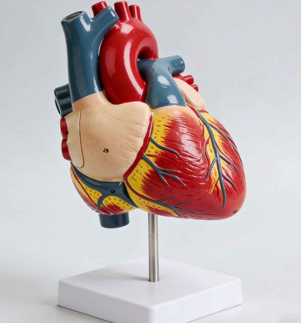 Life-Size Human Heart Anatomy Model – 2-Part Anatomically Accurate Medical Teaching Replica with Display Stand & Study Guide