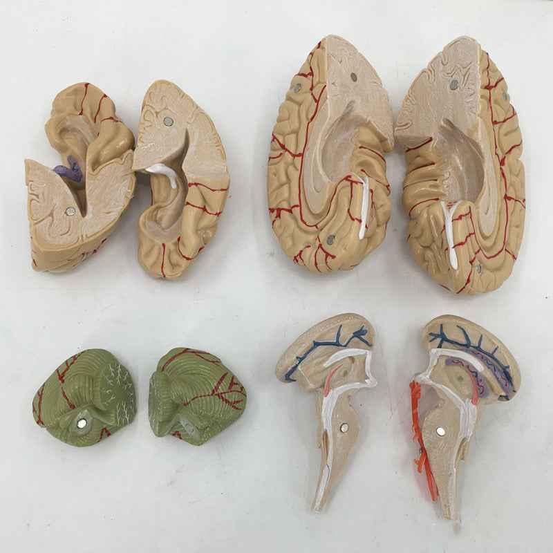 Life-Size Human Brain Anatomy Model with Brain Stem, Cerebellum & Detachable Parts – 8-Part Medical-Grade 3D Neuroanatomy Display with Base