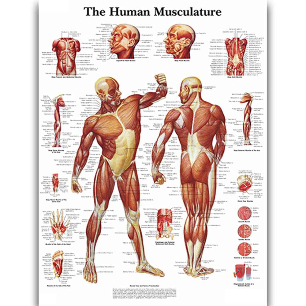 Human Anatomy Poster Set – Muscular & Skeletal System Educational Canvas Art – Medical Classroom, Science Lab & Doctor Office Decor – Laminated Body Organs Chart