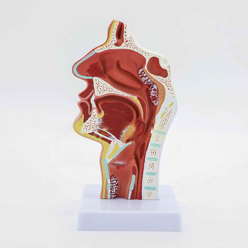 Life-Size Human Nasal Cavity Anatomy Model | ENT & Sinus Study Tool