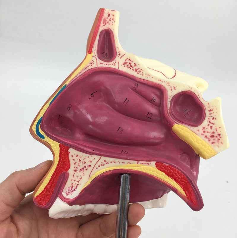 Life-Size Human Nasal Cavity Anatomy Model | ENT & Sinus Study Tool
