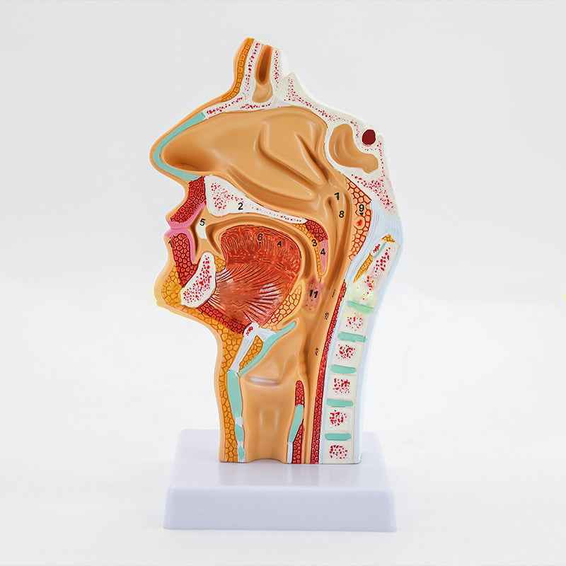 Life-Size Human Nasal Cavity Anatomy Model | ENT & Sinus Study Tool