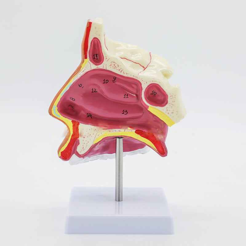 Life-Size Human Nasal Cavity Anatomy Model | ENT & Sinus Study Tool