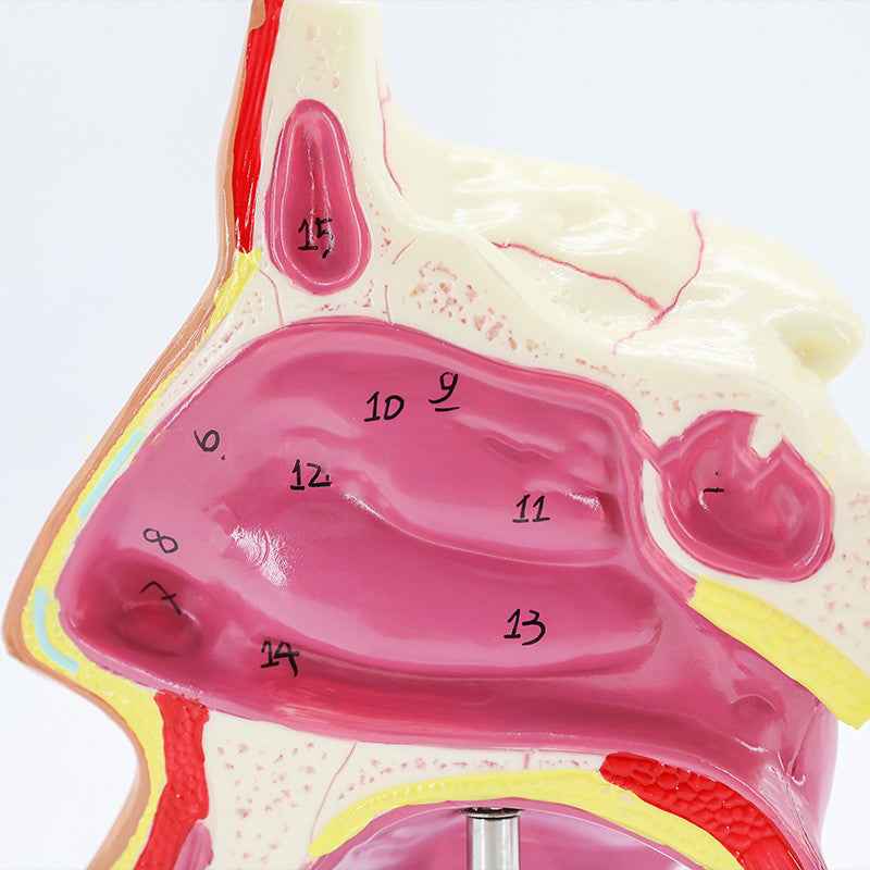 Life-Size Human Nasal Cavity Anatomy Model | ENT & Sinus Study Tool