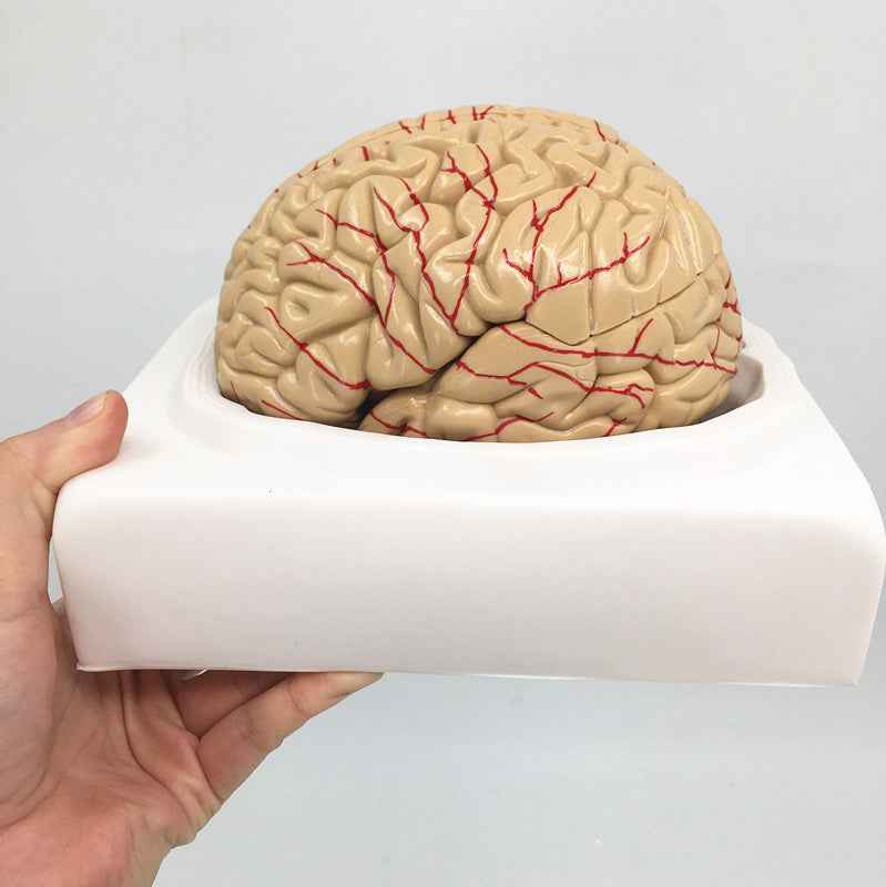 Life-Size Human Brain Anatomy Model with Brain Stem, Cerebellum & Detachable Parts – 8-Part Medical-Grade 3D Neuroanatomy Display with Base