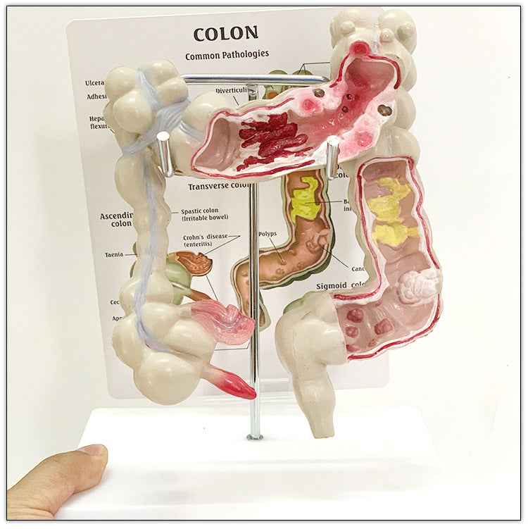 Life-Size Human Digestive System & Intestine Anatomy Model | 3D Medical Teaching Replica