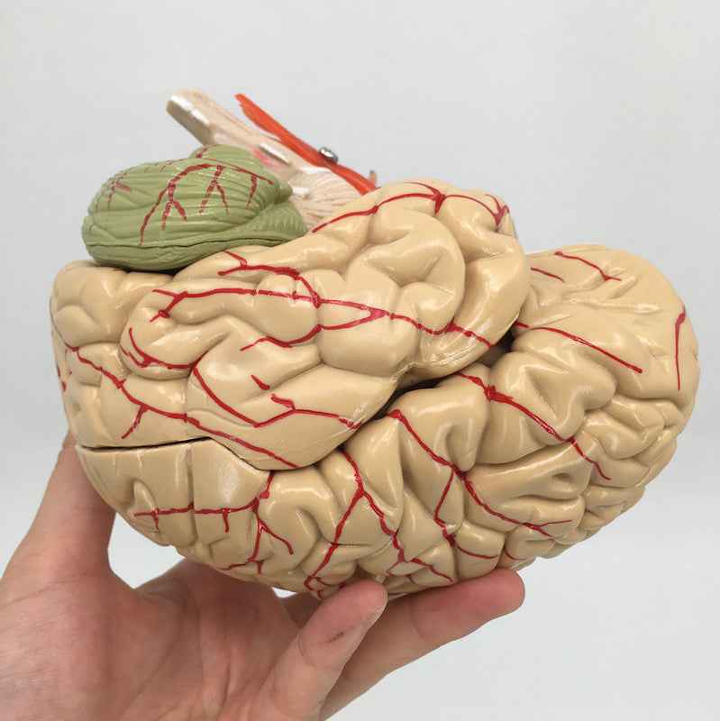 Life-Size Human Brain Anatomy Model with Brain Stem, Cerebellum & Detachable Parts – 8-Part Medical-Grade 3D Neuroanatomy Display with Base