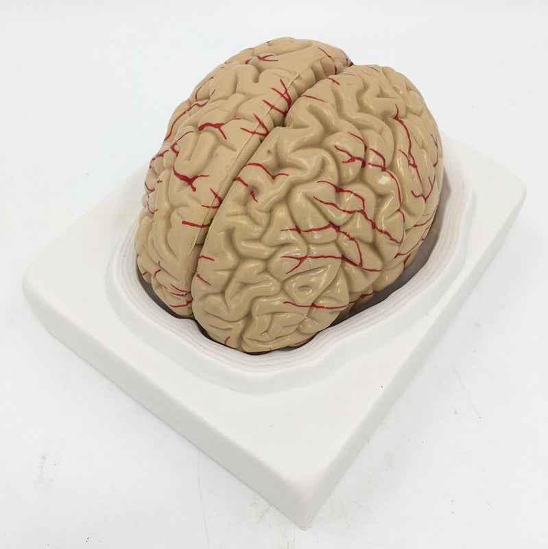 Life-Size Human Brain Anatomy Model with Brain Stem, Cerebellum & Detachable Parts – 8-Part Medical-Grade 3D Neuroanatomy Display with Base
