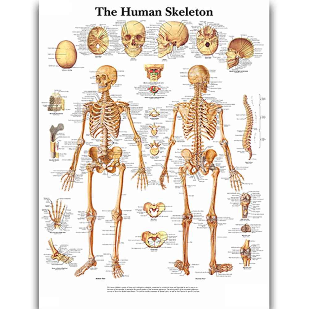 Human Anatomy Poster Set – Muscular & Skeletal System Educational Canvas Art – Medical Classroom, Science Lab & Doctor Office Decor – Laminated Body Organs Chart