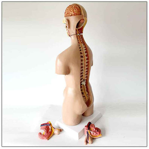 55cm Human Torso Anatomy Model | Medical Teaching Aid with 19 Removable Organs & Interchangeable Genitalia