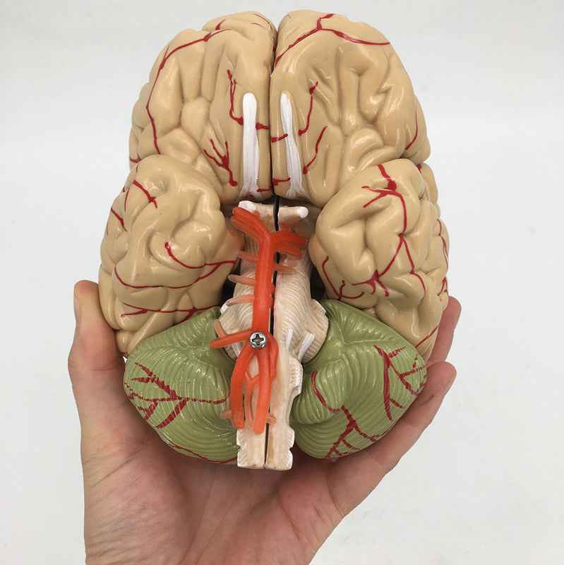 Life-Size Human Brain Anatomy Model with Brain Stem, Cerebellum & Detachable Parts – 8-Part Medical-Grade 3D Neuroanatomy Display with Base