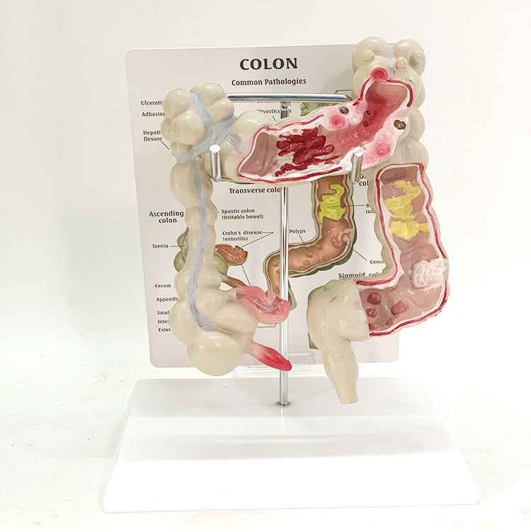 Life-Size Human Digestive System & Intestine Anatomy Model | 3D Medical Teaching Replica