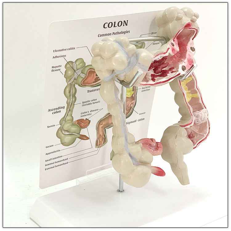 Life-Size Human Digestive System & Intestine Anatomy Model | 3D Medical Teaching Replica