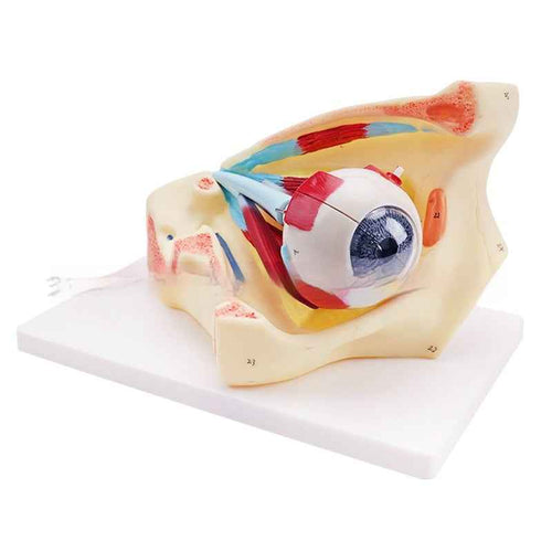 3X Enlarged Human Eye Orbital Anatomical Model, Human Medical Eye Anatomical Model, Eyeball Orbital Model Showing Optic Nerve Cornea Iris Lens for Medical Classroom