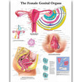 Human Anatomy Poster Set – Muscular & Skeletal System Educational Canvas Art – Medical Classroom, Science Lab & Doctor Office Decor – Laminated Body Organs Chart