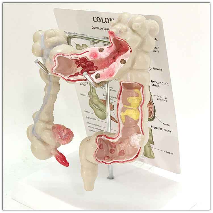 Life-Size Human Digestive System & Intestine Anatomy Model | 3D Medical Teaching Replica