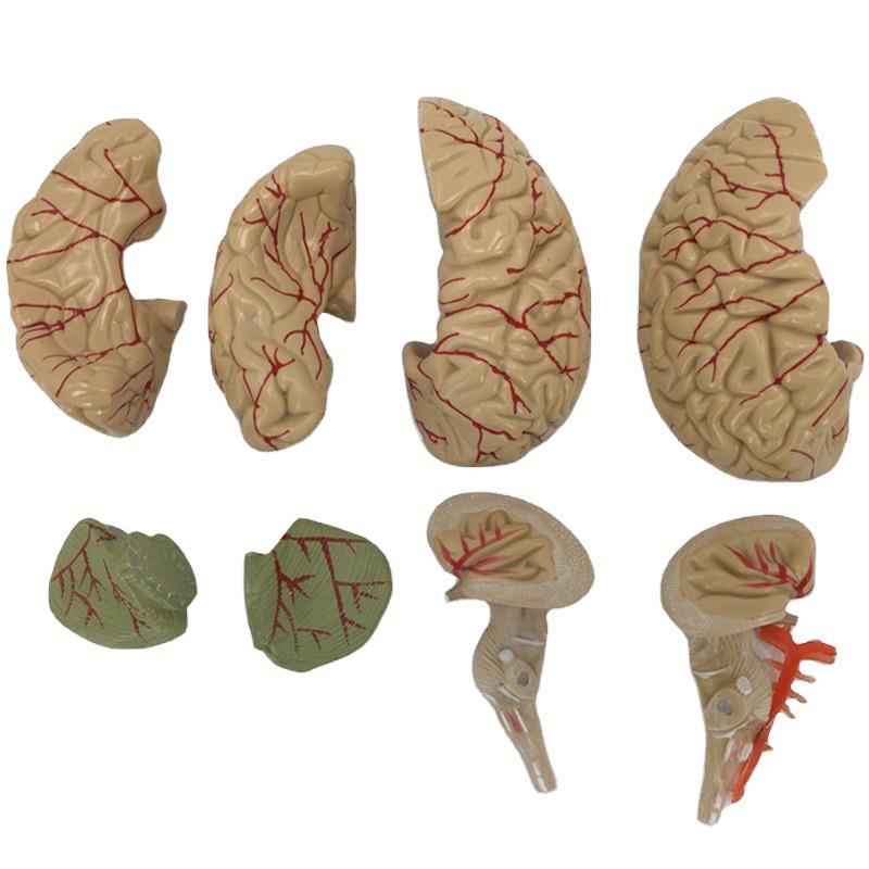 Life-Size Human Brain Anatomy Model with Brain Stem, Cerebellum & Detachable Parts – 8-Part Medical-Grade 3D Neuroanatomy Display with Base
