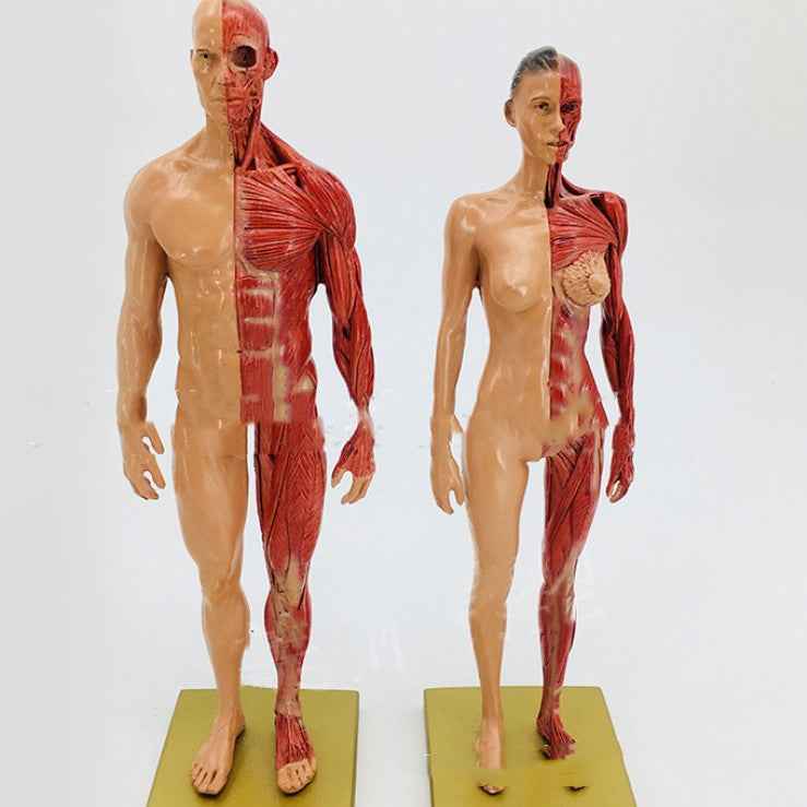 Human Musculoskeletal Anatomy Model Set – Male & Female 11-Inch Écorché Resin Sculptures for Artists and Medical Study