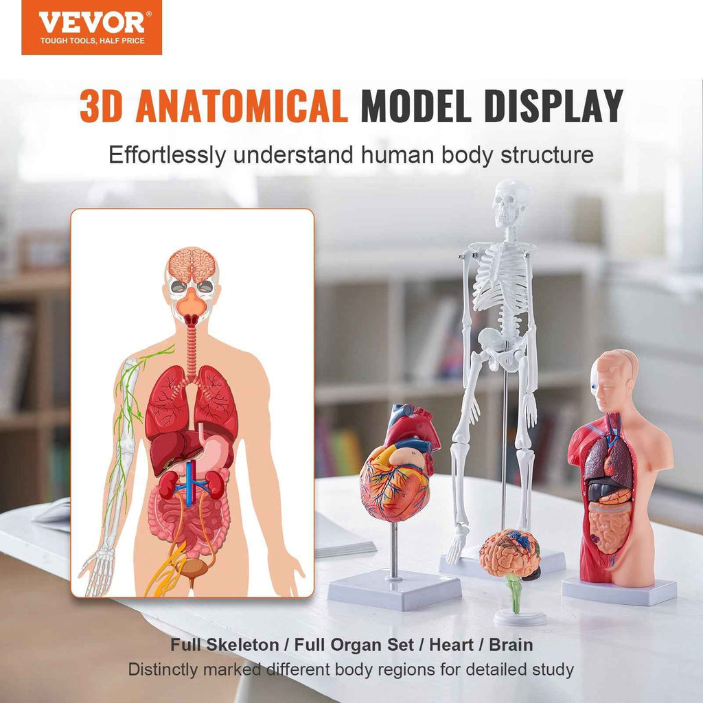 Human Anatomy Models Bundle Set, Brain, Human Torso Body, Heart, Skeleton Model Set Of 4, Hands-on 3D Model Study Tools Teaching Models For Physiology Students Or As Educational Kit For Kids