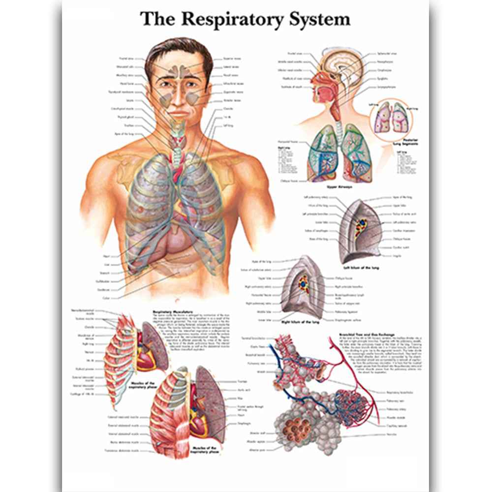 Human Anatomy Poster Set – Muscular & Skeletal System Educational Canvas Art – Medical Classroom, Science Lab & Doctor Office Decor – Laminated Body Organs Chart