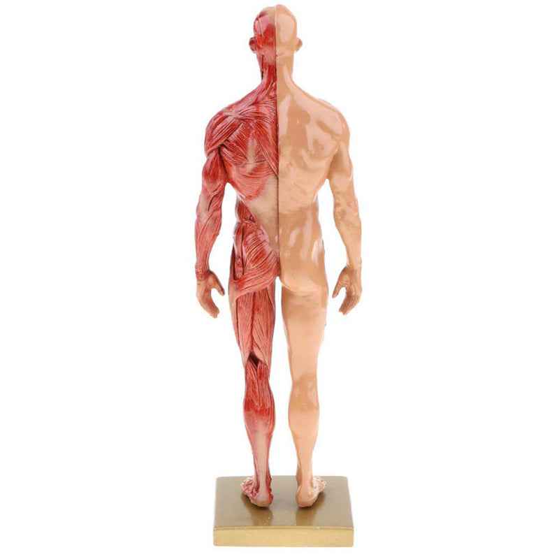 Human Musculoskeletal Anatomy Model Set – Male & Female 11-Inch Écorché Resin Sculptures for Artists and Medical Study