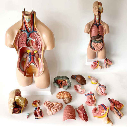 55cm Human Torso Anatomy Model | Medical Teaching Aid with 19 Removable Organs & Interchangeable Genitalia