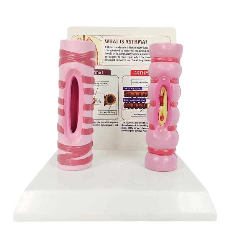 Human Trachea Comparative Anatomy Model | Respiratory System Teaching Aid