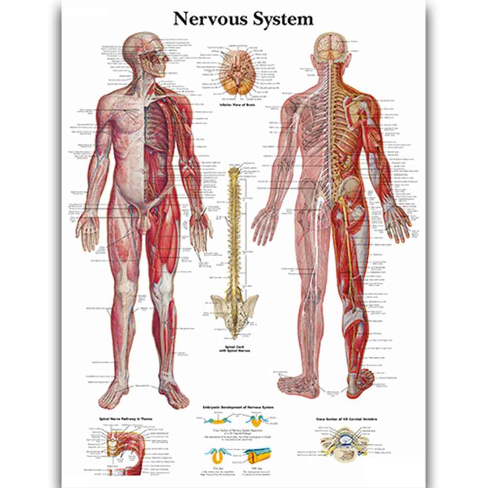 Human Anatomy Poster Set – Muscular & Skeletal System Educational Canvas Art – Medical Classroom, Science Lab & Doctor Office Decor – Laminated Body Organs Chart