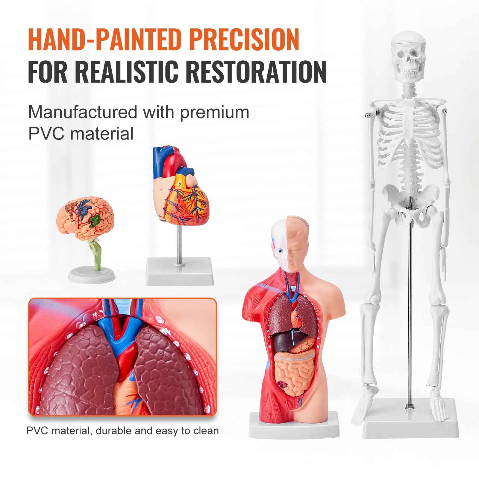 Human Anatomy Models Bundle Set, Brain, Human Torso Body, Heart, Skeleton Model Set Of 4, Hands-on 3D Model Study Tools Teaching Models For Physiology Students Or As Educational Kit For Kids