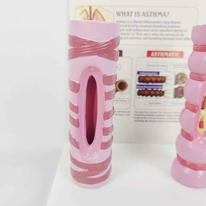 Human Trachea Comparative Anatomy Model | Respiratory System Teaching Aid