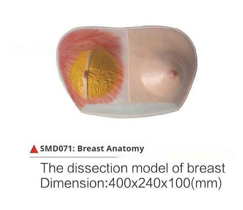 3D Breast Anatomy Model – Lactating & Resting Mammary Gland Study Replica