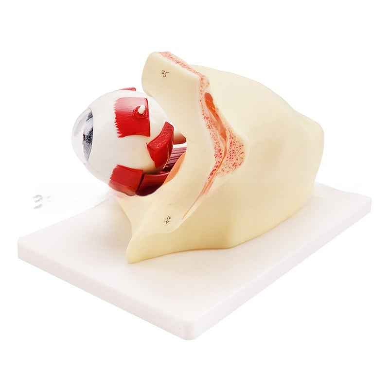 3X Enlarged Human Eye Orbital Anatomical Model, Human Medical Eye Anatomical Model, Eyeball Orbital Model Showing Optic Nerve Cornea Iris Lens for Medical Classroom