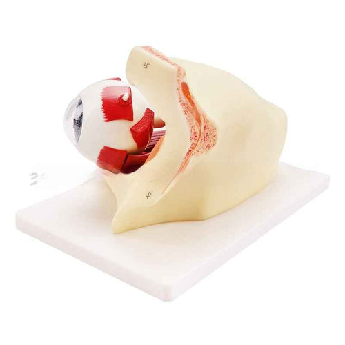 3X Enlarged Human Eye Orbital Anatomical Model, Human Medical Eye Anatomical Model, Eyeball Orbital Model Showing Optic Nerve Cornea Iris Lens for Medical Classroom