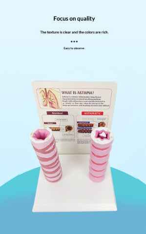 Human Trachea Comparative Anatomy Model | Respiratory System Teaching Aid