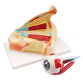3X Enlarged Human Eye Orbital Anatomical Model, Human Medical Eye Anatomical Model, Eyeball Orbital Model Showing Optic Nerve Cornea Iris Lens for Medical Classroom