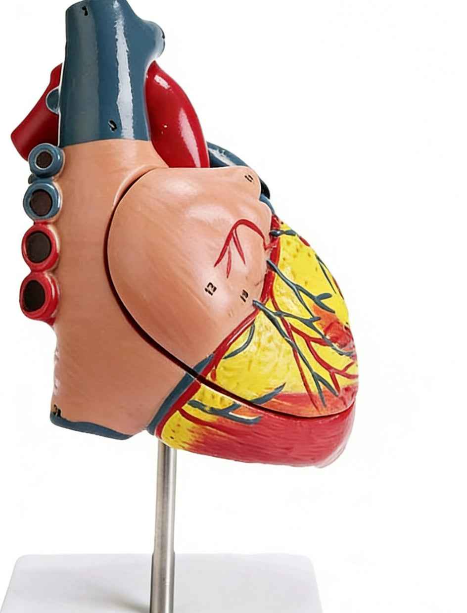 Life-Size Human Heart Anatomy Model – 2-Part Anatomically Accurate Medical Teaching Replica with Display Stand & Study Guide