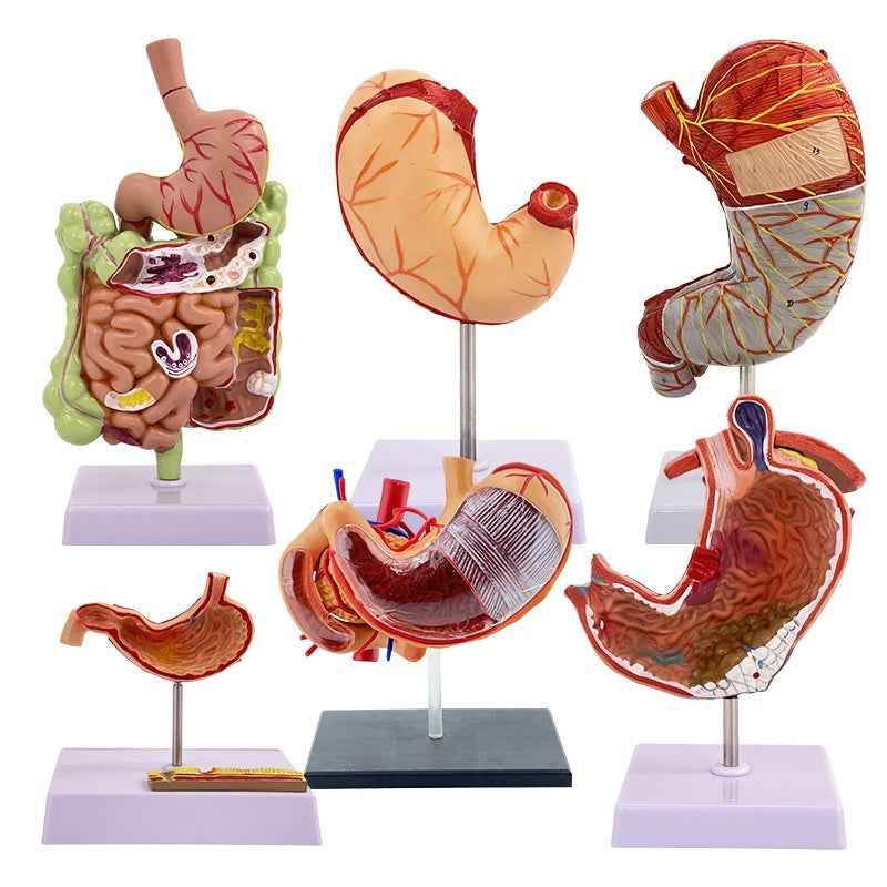 Life-Size Human Digestive System Anatomical Model | Gastric Coronal Section & Anorectal Anatomy Teaching Aid