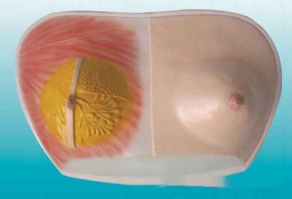 3D Breast Anatomy Model – Lactating & Resting Mammary Gland Study Replica