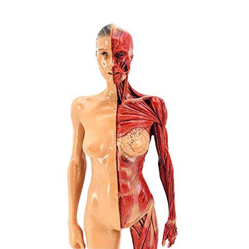 Human Musculoskeletal Anatomy Model Set – Male & Female 11-Inch Écorché Resin Sculptures for Artists and Medical Study