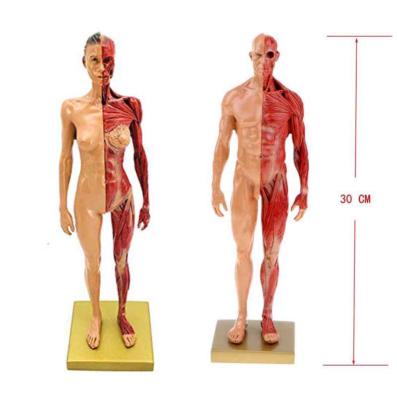 Human Musculoskeletal Anatomy Model Set – Male & Female 11-Inch Écorché Resin Sculptures for Artists and Medical Study