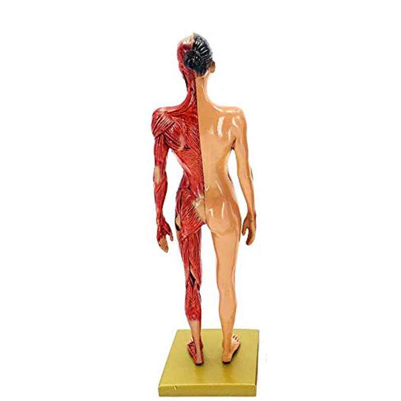 Human Musculoskeletal Anatomy Model Set – Male & Female 11-Inch Écorché Resin Sculptures for Artists and Medical Study