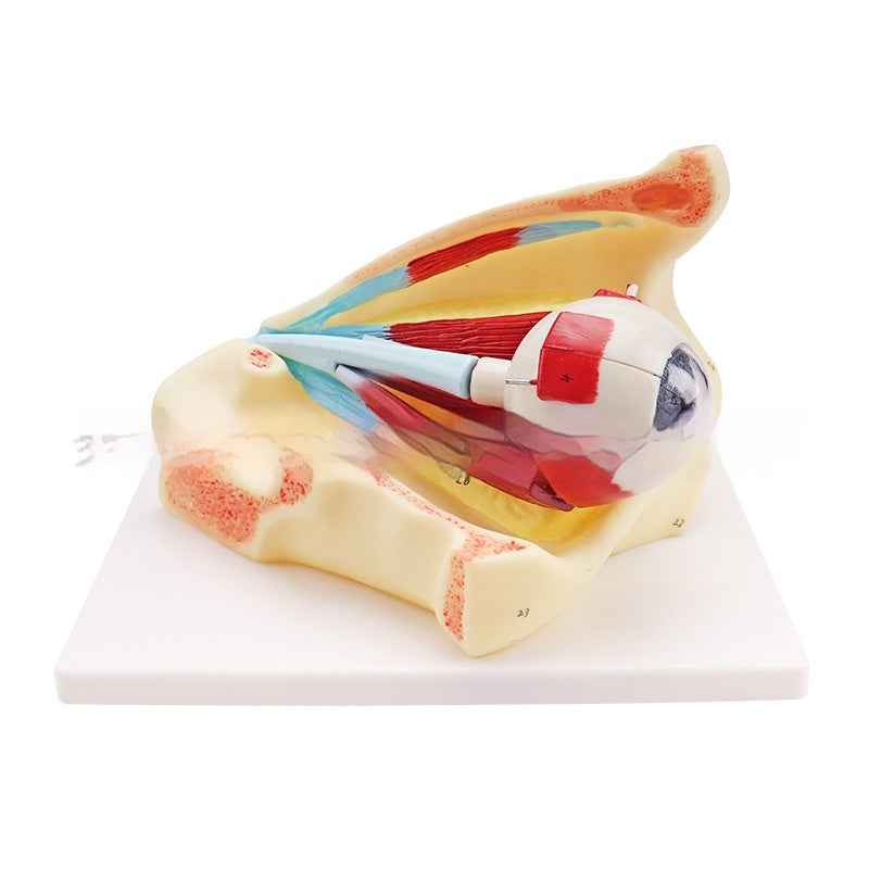 3X Enlarged Human Eye Orbital Anatomical Model, Human Medical Eye Anatomical Model, Eyeball Orbital Model Showing Optic Nerve Cornea Iris Lens for Medical Classroom