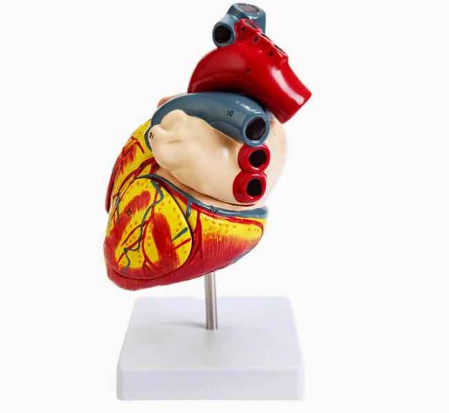 Life-Size Human Heart Anatomy Model – 2-Part Anatomically Accurate Medical Teaching Replica with Display Stand & Study Guide