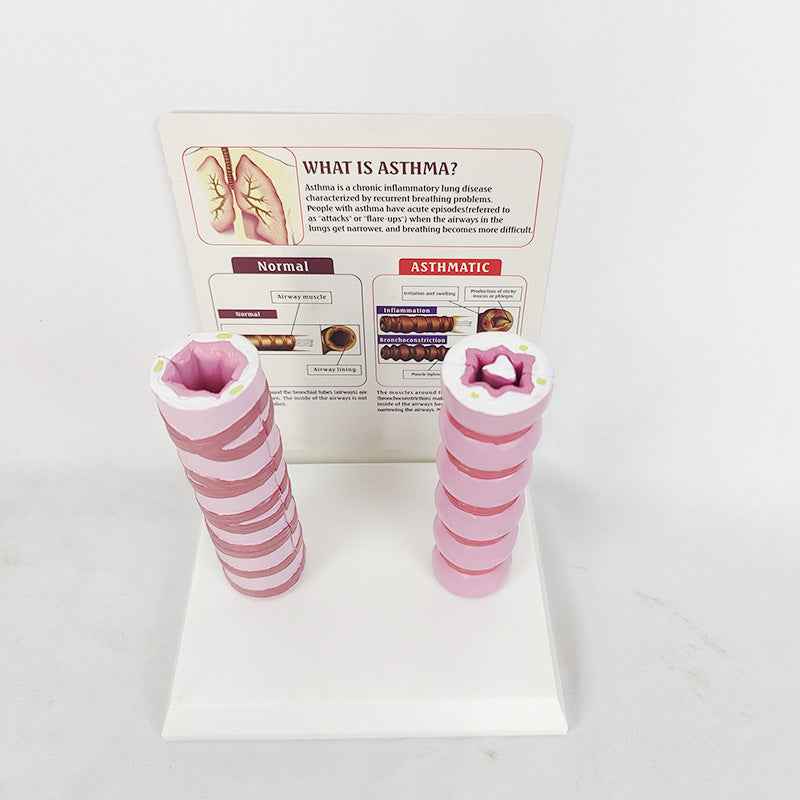 Human Trachea Comparative Anatomy Model | Respiratory System Teaching Aid