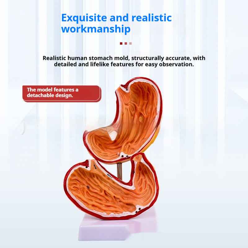 Life-Size Human Digestive System Anatomical Model | Gastric Coronal Section & Anorectal Anatomy Teaching Aid