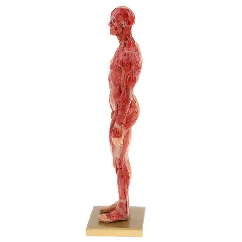 Human Musculoskeletal Anatomy Model Set – Male & Female 11-Inch Écorché Resin Sculptures for Artists and Medical Study
