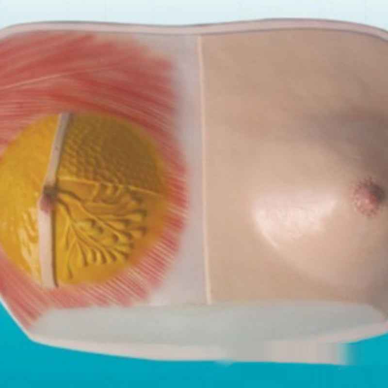 3D Breast Anatomy Model – Lactating & Resting Mammary Gland Study Replica