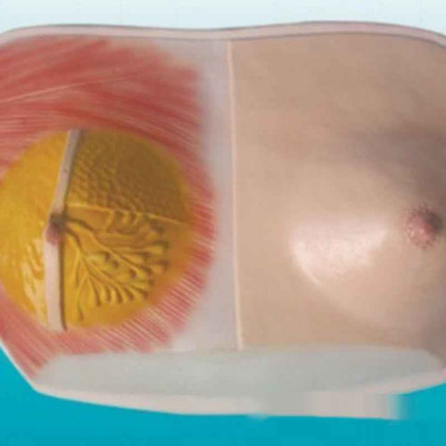 3D Breast Anatomy Model – Lactating & Resting Mammary Gland Study Replica
