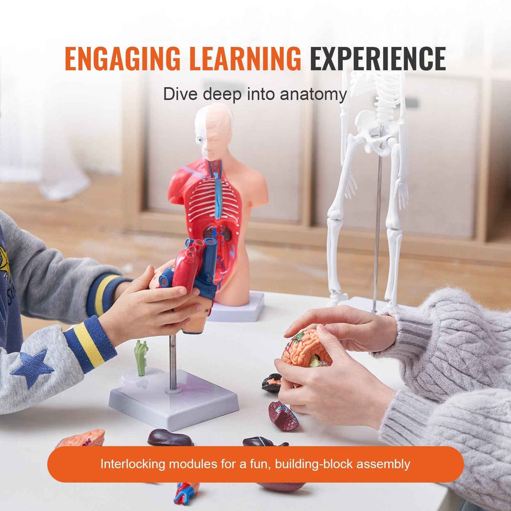 Human Anatomy Models Bundle Set, Brain, Human Torso Body, Heart, Skeleton Model Set Of 4, Hands-on 3D Model Study Tools Teaching Models For Physiology Students Or As Educational Kit For Kids